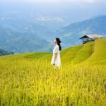 vietnam, lua, rice, hoangsuphi, hagiang, mountain, ruongbacthang, nature, women